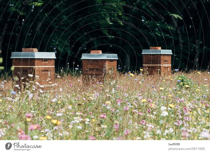 Bienenstöcke auf Blütenweide Imkerei imkern Honig Honigproduktion ökologischer landbau Honigbiene Lebensmittel Gesundheit Sommer Bienenkorb Bienenstock Natur