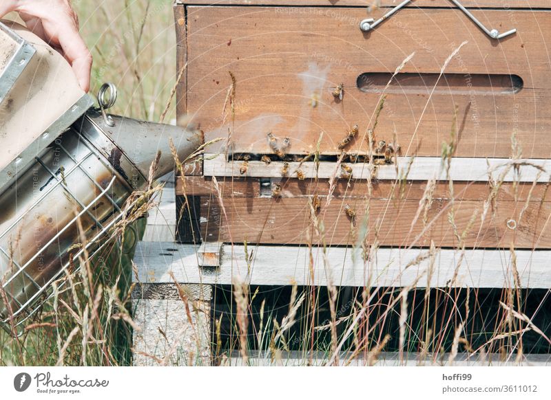 Imker beruhigt die Bienen am Flugloch mit Rauch  aus einem Smoker Imkerei imkern Honig Honigproduktion ökologischer landbau Honigbiene Lebensmittel Gesundheit