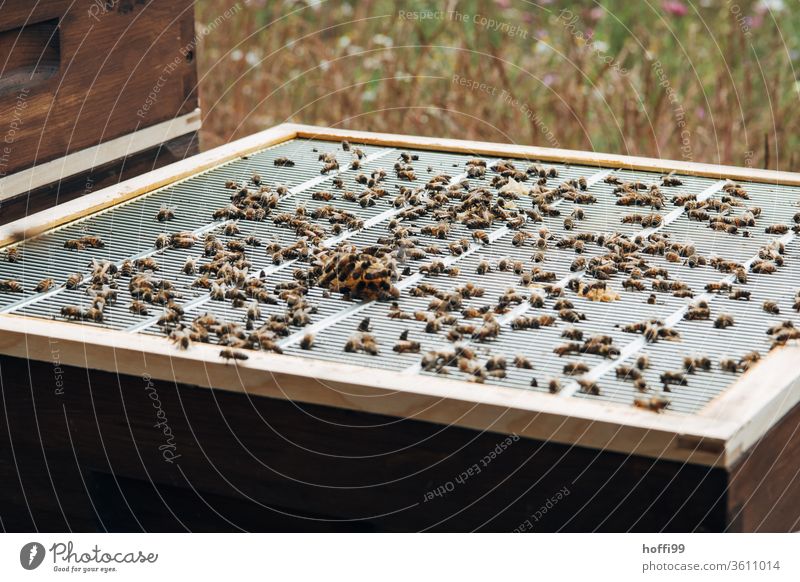 Blick auf einen geöffneten Bienenstock mit Abschlussgitter und Wabenwuchs Imkerei imkern Honig Honigproduktion ökologischer landbau Honigbiene Lebensmittel