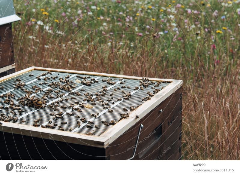 Blick auf einen geöffneten Bienenstock mit Abschlussgitter Imkerei imkern Honig Honigproduktion ökologischer landbau Honigbiene Lebensmittel Gesundheit Sommer