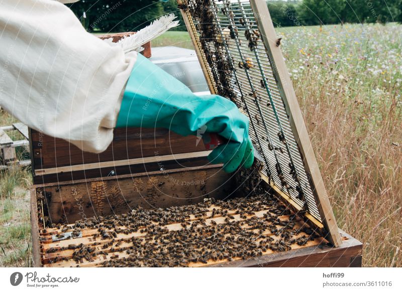 Imker öffnet das Abschlussgitter zum Honigraum Imkerei imkern Honigproduktion ökologischer landbau Honigbiene Lebensmittel Gesundheit Sommer Bienenkorb