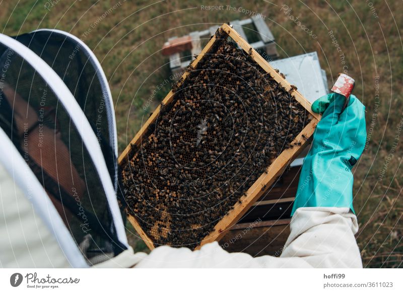 Sichtung der Waben Imkerei imkern Honig Honigproduktion ökologischer landbau Honigbiene Lebensmittel Gesundheit Sommer Bienenkorb Bienenstock Natur