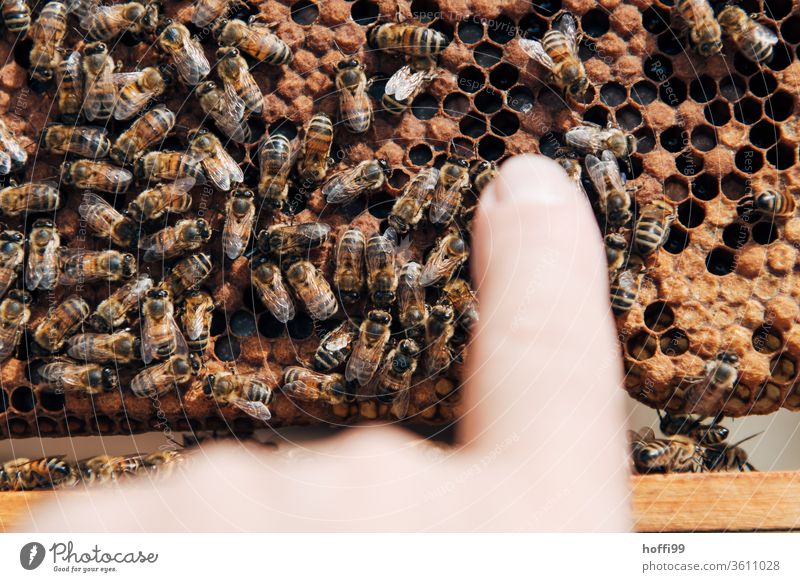 Sichtung der Waben Imkerei imkern Honig Honigproduktion ökologischer landbau Honigbiene Lebensmittel Gesundheit Sommer Bienenkorb Bienenstock Natur
