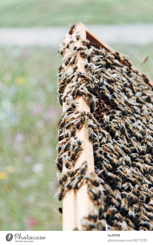 vollbesetzte Waben mit Bienen vor blühender Wiese Imkerei imkern Honig Honigproduktion ökologischer landbau Honigbiene Lebensmittel Gesundheit Sommer Bienenkorb
