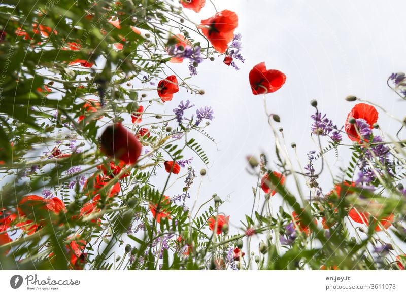 Ist heute nicht Mohntag? - Mohnblumen auf einer Blumenwiese aus der Froschperspektive Wiesenblumen Pflanze Blüten blühen Frühling Sommer schön Natur grün bunt