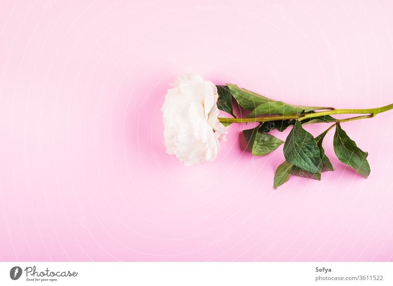Weiße Pfingstrose auf rosa Hintergrund. Flach gelegt Blume Pastell Schönheit Hochzeit Frau flache Verlegung Design Muttertag sehr wenige Frauentag Grußkarte