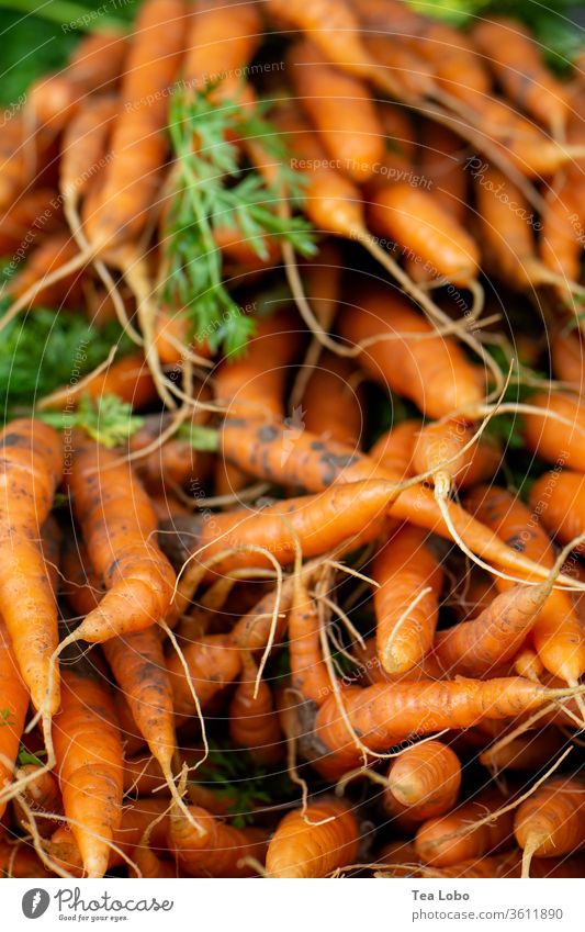 Karottenhaufen Marktplatz Bioprodukte Gemüse Vegetarische Ernährung Vegane Ernährung Lebensmittel frisch Gesundheit lecker Mittagessen Abendessen Salatbeilage