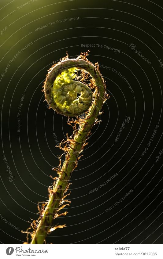 Farnkringel im Gegenlicht Natur Pflanze Spirale Kringel Wachstum Entfaltung Formen und Strukturen Makroaufnahme Hintergrund neutral Strukturen & Formen Blatt