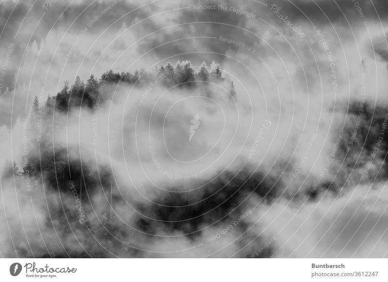 Gebirgswaldstimmung im Nebel Wald Herbst Licht Baum Außenaufnahme Landschaft Schatten Silhouette Kontrast Menschenleer Natur Einsamkeit Gebirge Alpen
