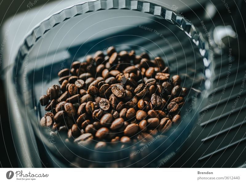 Frisch geröstete Kaffeebohnen im Trichter der Espressomaschine für zu Hause Schleifmaschine Ackerbau arabisch arabica Aroma aromatisch Hintergrund Bohne Bohnen
