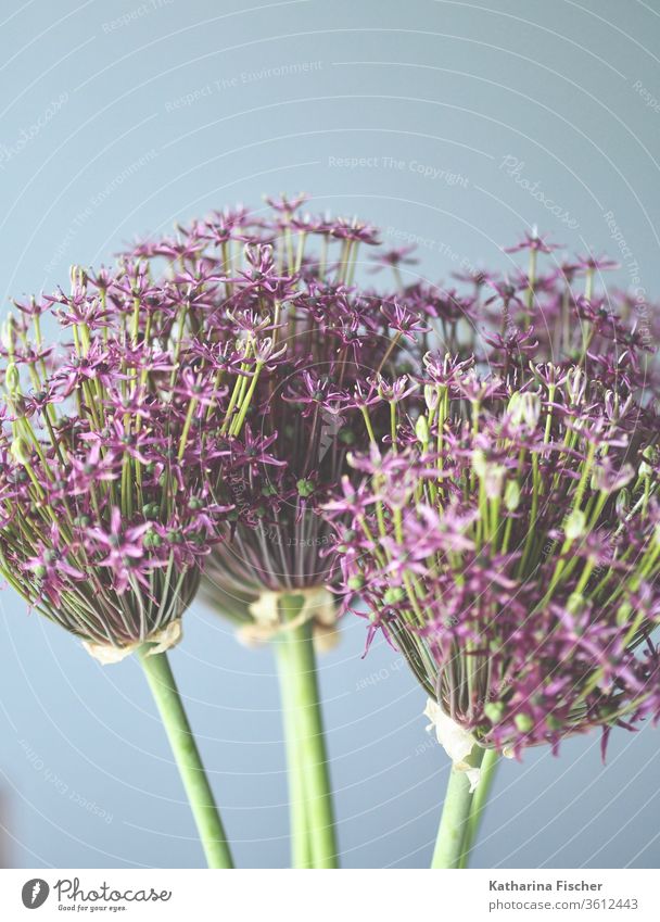 Zierzwiebel-Allium Blume Natur Farbfoto Nahaufnahme Garten purpur Lauch geblümt alliums Allium rosenbachianum Tag violett schön natürlich organisch Jahreszeiten