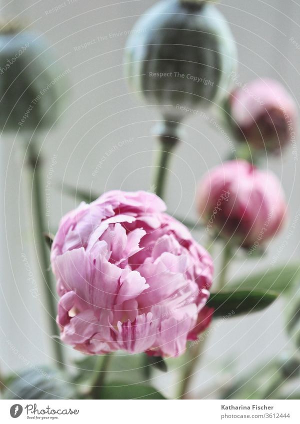 Pfingstrose und Schlafmohn Blume Blüte rosa Farbfoto Sommer schön Mohn Mohnblüte Frühling rot Dekoration & Verzierung Natur Blumenstrauß Innenaufnahme