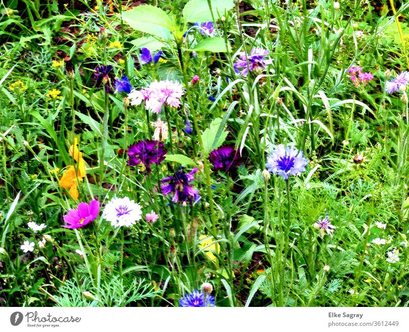 Blumenwiese für Bienen und Insekten blumen Natur Blühend Farbfoto Garten schön