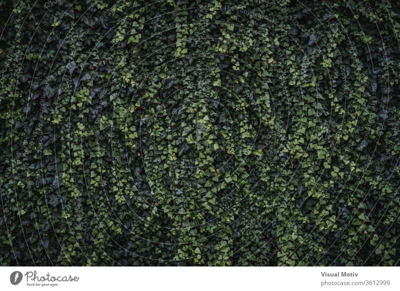 Immergrüne Blätter und neue Sprösslinge von Kletter-Efeu Algerischer Efeu Hedera-Algeriensis herzförmige Blätter Immergrünes Klettern Farbe Natur natürlich