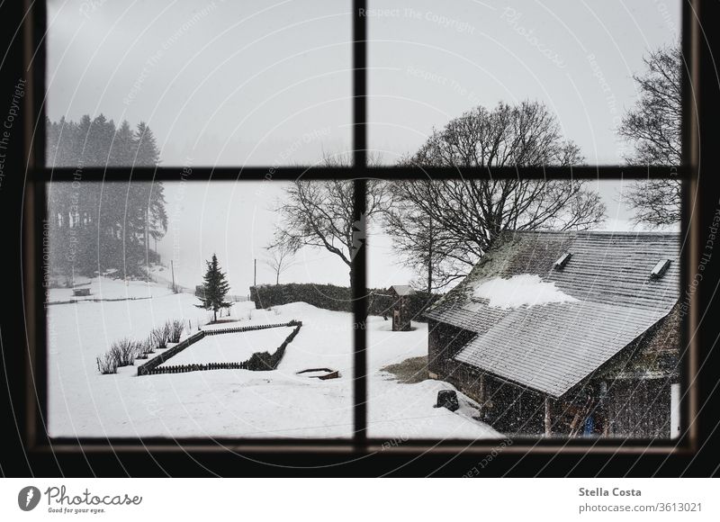 Blick auf den Schneebedeckten Hof Dezember Urlaub im Winter Schwarzwald Gedeckte Farben ruhig grau Tag Wetter Schwache Tiefenschärfe Umwelt Landschaft