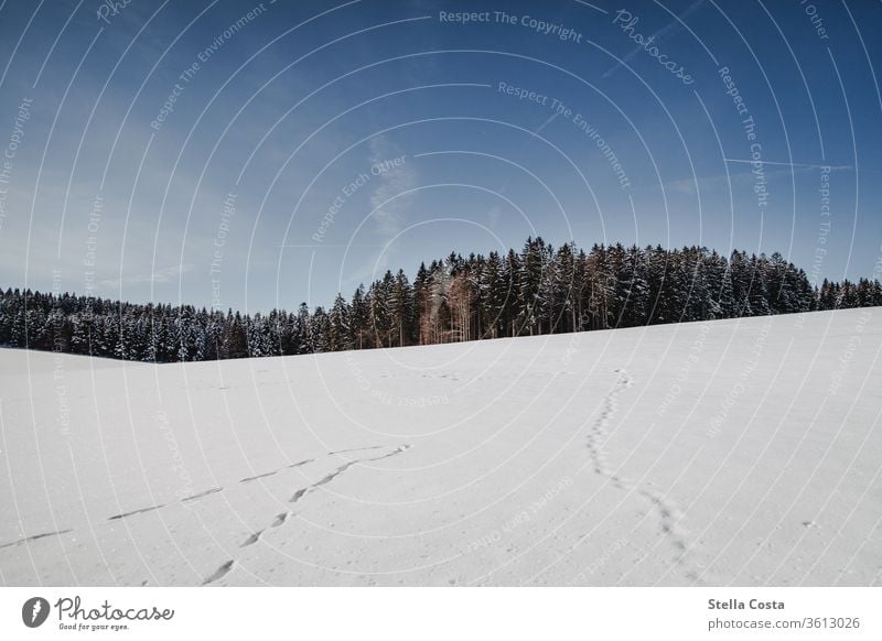 Winterlandschaft - Schnee Panorama Dezember Urlaub im Winter Schwarzwald Gedeckte Farben ruhig grau Tag frieren Schwache Tiefenschärfe Wetter Schneedecke weiß