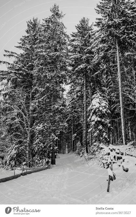 Schneelandschaft Winter Winterurlaub Winterstimmung Winterwald Außenaufnahme Farbfoto Natur Wald Menschenleer Frost kalt Baum Schneesturm Wintertag Klima