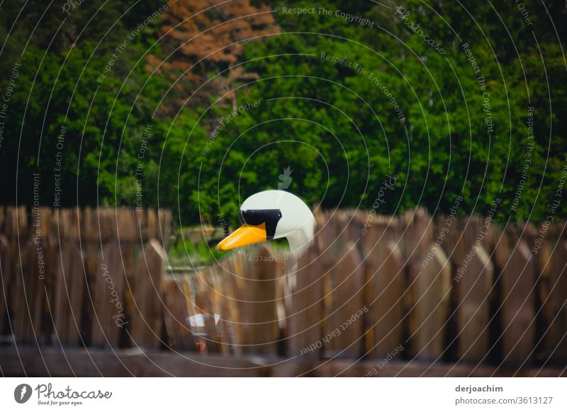 Ein Holzschwan schaut hinter Zaunpfählen ob der Fotograf schon weg ist.Im Hintergrund stehen Bäume. Schwan Schnabel Tier weiß schön Vogel Farbfoto Außenaufnahme