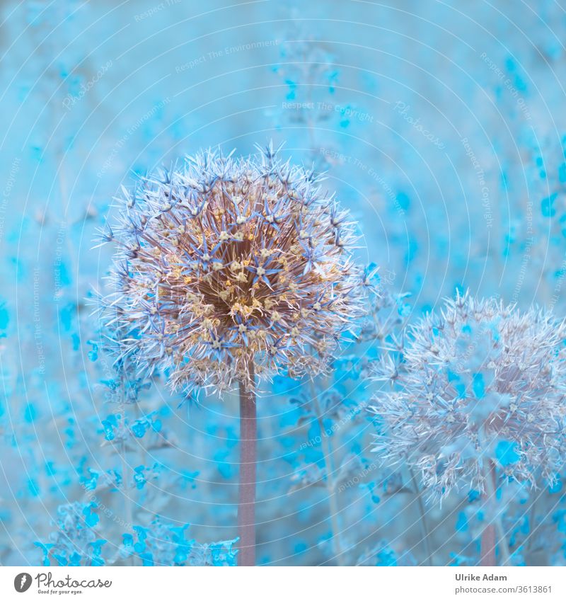 Verblühter Zierlauch ( Allium ) im blauen Blütenmeer von Katzenminze ( Nepeta ) verblüht hell Blume Pflanze Farbfoto Garten Natur Außenaufnahme