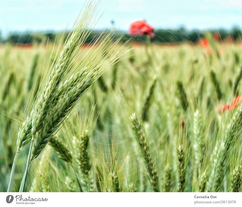 Getreidefeld im Sonnenlicht mit Mohnblumen im Hintergrund. Weizen Feld Sommer Korn Ähren Landwirtschaft Ernte Kornfeld Natur Weizenfeld Außenaufnahme Ernährung