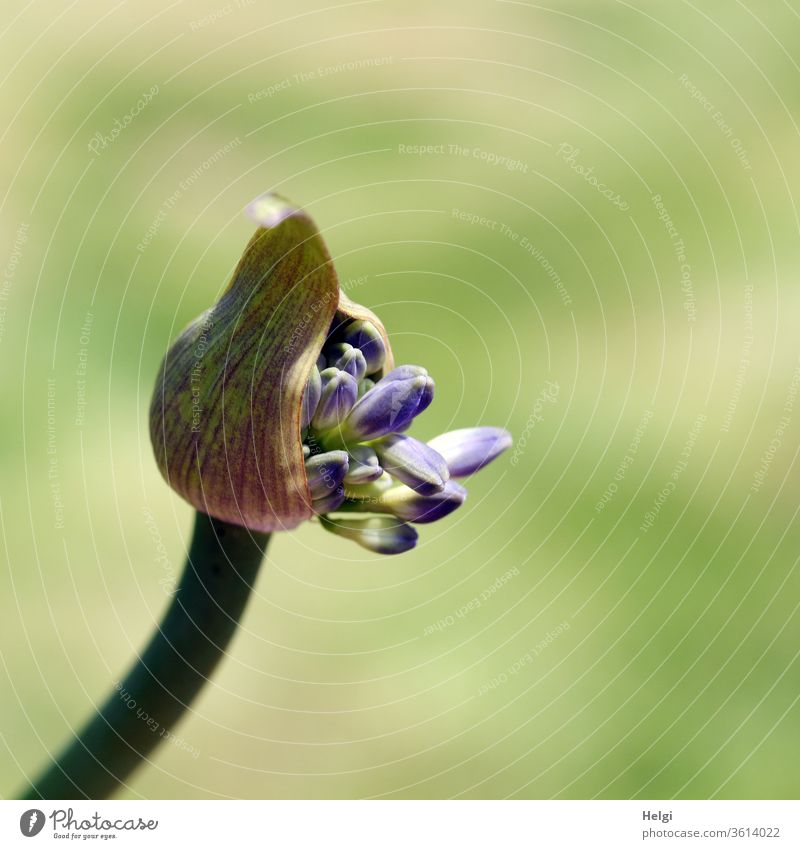 Aufbruch - aufbrechende Knospe des Agapanthus, auch Schmucklilie oder Liebesblume genannt Blume Blüte Zierpflanze Pflanze Stengel Hülle Hüllblätter
