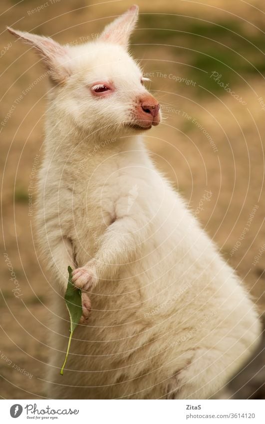 Albino-Wallaby niedlich Säugetier Fell pelzig weiß rot Auge Kopf Porträt wild Tierwelt im Freien Australier Australien Känguruh Blatt Natur Zoo