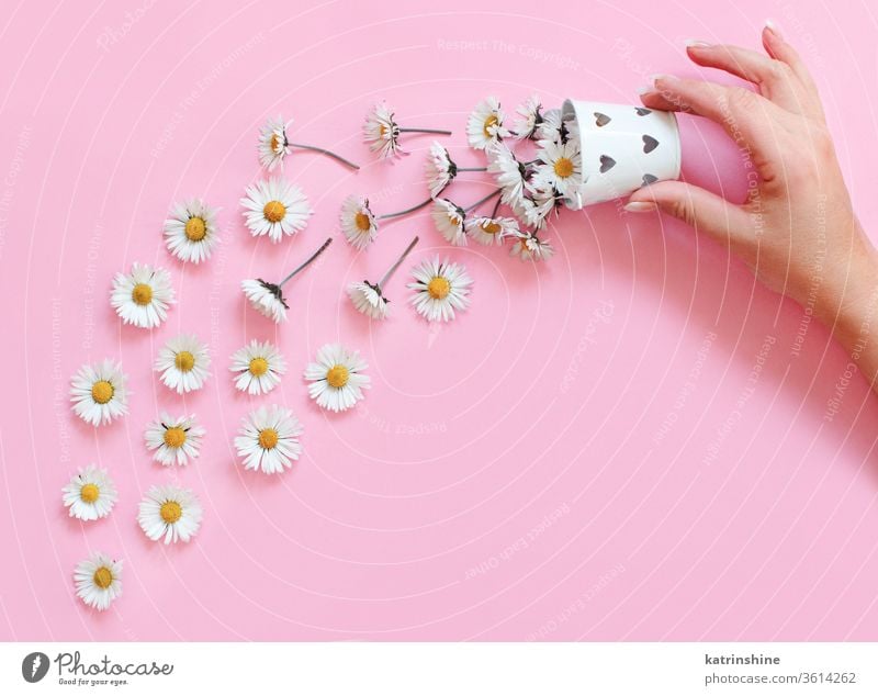 Frühlingskomposition mit weißen Gänseblümchen, die aus einem Eimer fallen Blume romantisch Liebe Hand gesichtslos aufbewahren hellrosa Draufsicht oben Konzept