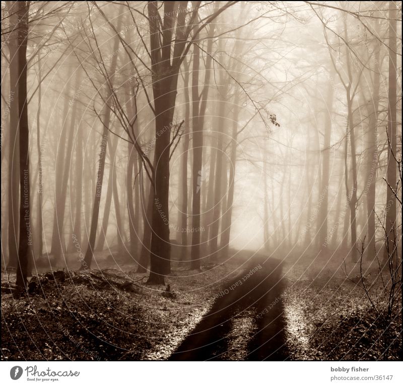 licht kommt Wald Nebel Baum kalt Winter Trauer Licht Traurigkeit Wege & Pfade