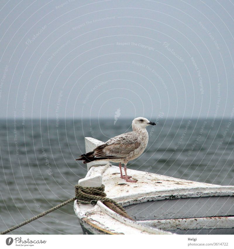 Wachposten - junge Silvermöwe steht auf einem Holzboot und schaut in die Ferne Möwe Silbermöwe Jungvogel Larus argentatus Großmöwe Ostsee Wasser Boot