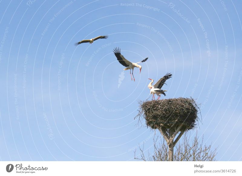 Attacke - zwei Störche stehen im Horst, zwei andere versuchen, sie zu verjagen und das Nest zu erobern Storch Storchennest Storchenpaar Angriff vier fliegen