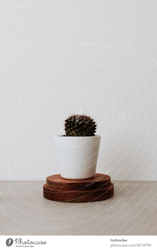 Minimalistisches Home-Office Closeup-Konzept mit winzigem Kaktus in weißem Keramiktopf auf Holzring zur Luftreinigung, um die Produktivität zu fördern Topf grün