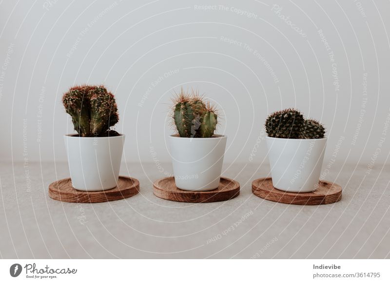 Drei Mini-Kakteen in weißen Keramiktöpfen auf grauem Beton-Tischhintergrund Kaktus Topf grün Pflanze Frühling Blume Natur Stachel Botanik