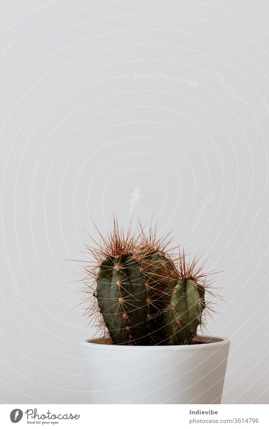 Mini-Kaktus in weißem Keramiktopf Topf grün Pflanze vereinzelt Blume Natur Stachel Botanik Dekoration & Verzierung Blumentopf wüst wachsen Kakteen klein