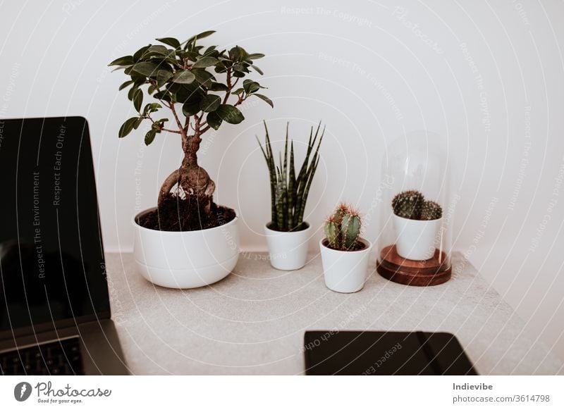Schreibtisch im Home-Office mit Pflanzen-Notebook und Laptop Heimarbeitsplatz Hausgartenarbeit Dekoration & Verzierung Botanik Zimmerpflanze Kakteen Bonsai-Baum