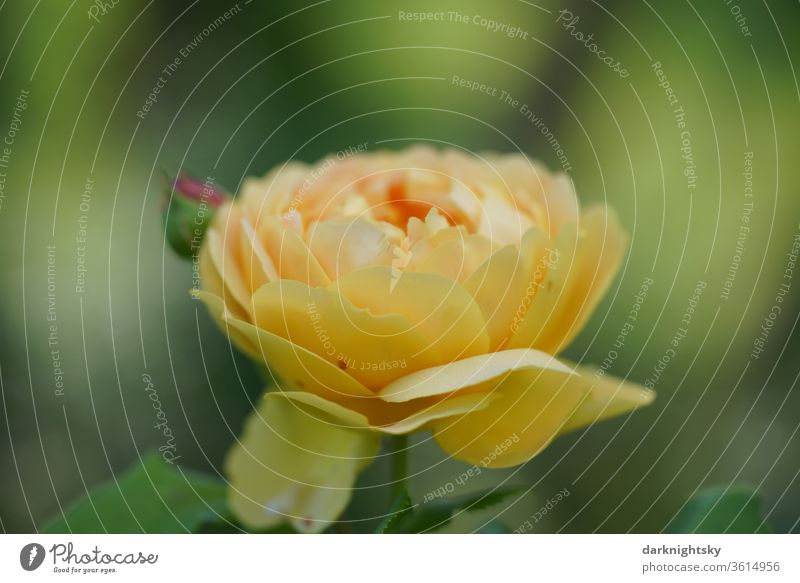 Gelbe Rose im Detail Blume Blüte gelbe rose rosa Zucht Garten Sommer Außenaufnahme Duft Menschenleer Nahaufnahme schöne Schönheit Liebe