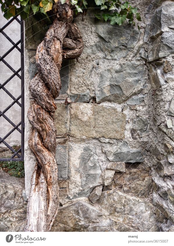 Altes Gemäuer mit Gitter und zwei, sich umschlingende Efeu-Stämme Mauer Stamm Steinmauer Steine eigenwillig drehend Spiralförmig historisch alt Wand Architektur