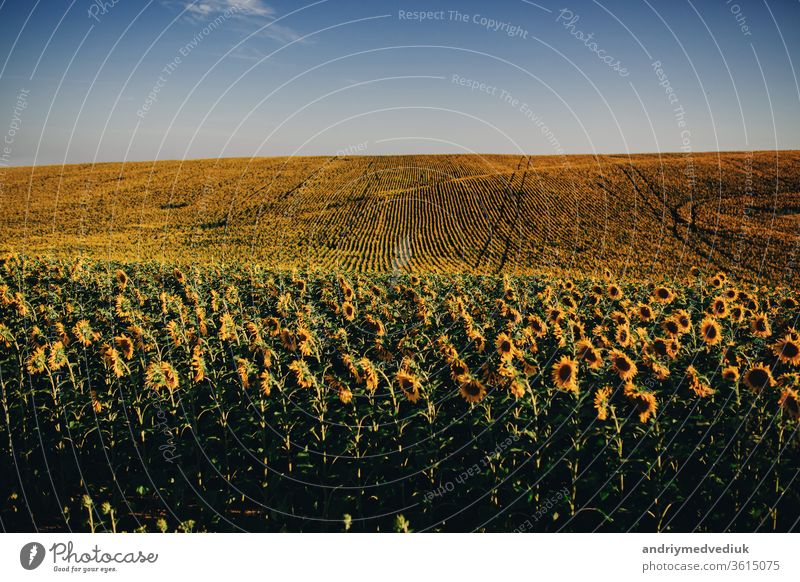 Schöne Sonnenblumen im Feld natürlicher Hintergrund, Sonnenblume blüht. gelb Blüte Blume Landschaft Natur Pflanze Ackerbau schön Überstrahlung Ernte Wiese Erdöl