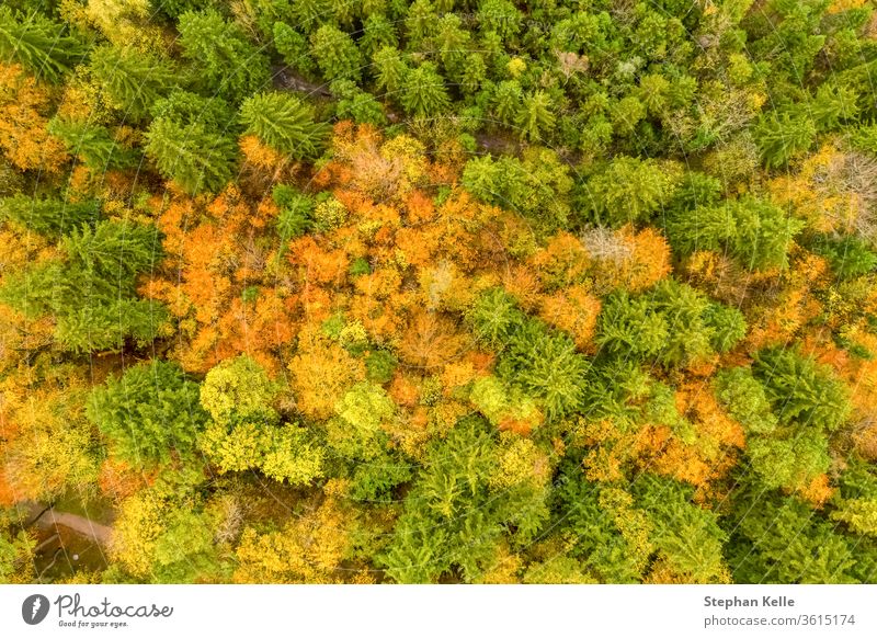 Vertikale Ansicht der Herbstwaldszene mit grün, rot und gelb gefärbten Bäumen. Wald Antenne fallen Dröhnen Kontrast Natur reisen malerisch schön natürlich