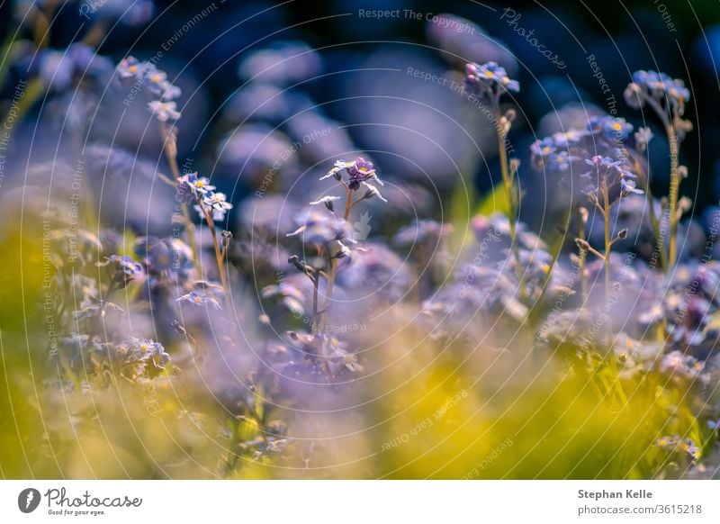 Flower Power Bokeh-Foto von Myosotis-Pflanzen, Flora mit blauen und gelben Pflanzen vor einem verschwommenen Hintergrund im Frühling. geblümt defokussiert Natur