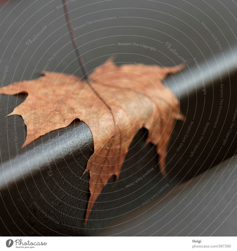 letzter Halt... Umwelt Natur Pflanze Herbst Blatt Ahornblatt Blattadern festhalten liegen ästhetisch authentisch außergewöhnlich natürlich braun Stimmung ruhig