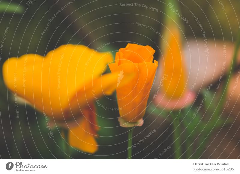 Goldmohn / kalifornischer Mohn / Schlafmützchen / Eschscholzia californica kalifornischer Kappenmohn Blume Blüte blühend Blütenknospe orange Natur Sommer