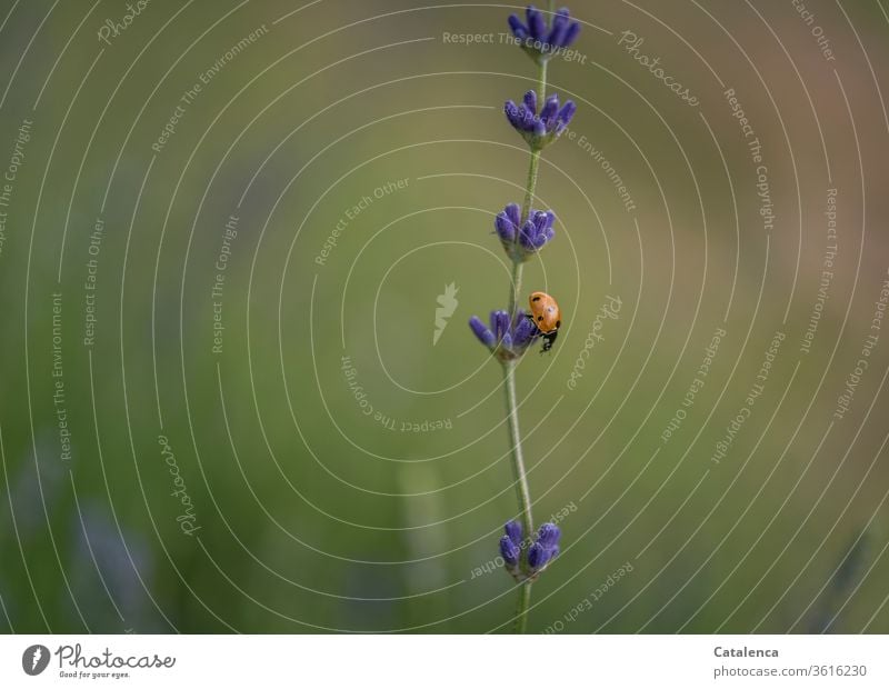 Auf der absteigenden Lavendeltreppe krabbelt der Marienkäfer in die Tiefe Flora Fauna Pflanze Tier Insekt Käfer krabbeln Blüte Lavendelblüte blühen duften