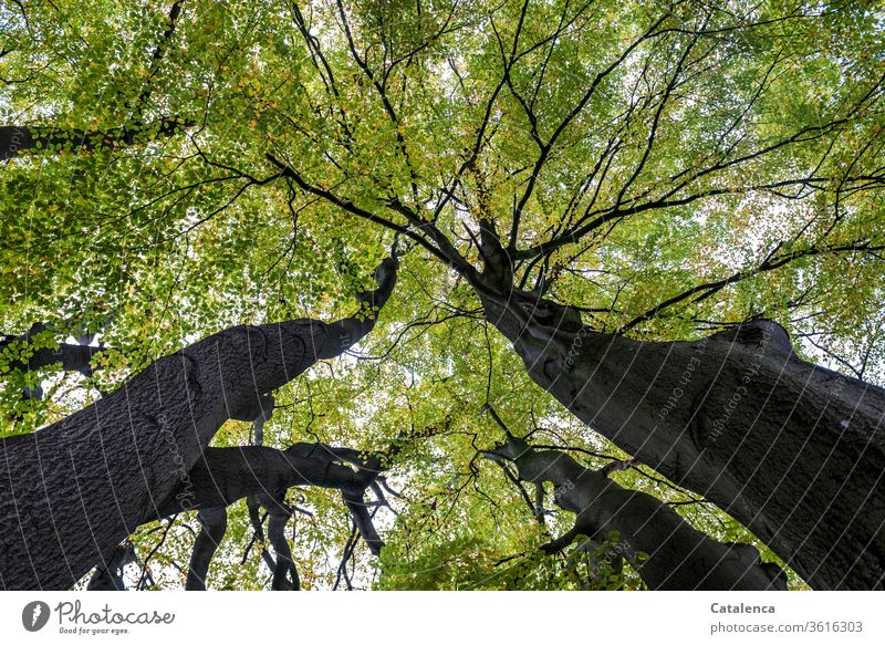 Unter dem grünen Blätterdach einer alten, hohen Buche ist es angenehm frisch Flora Pflanze Wald Äste Buchenblatt hoch Baum Blatt Zweige u. Äste Natur Sommer
