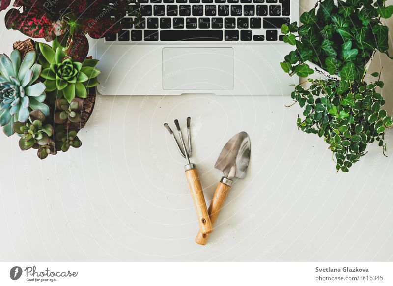 Fern-Online-Käufe von Gartenpflanzen und -geräten. Ein komfortabler, stilvoller Arbeitsplatz für Freiberufler mit Laptop und Sukkulenten von Zimmerpflanzen.