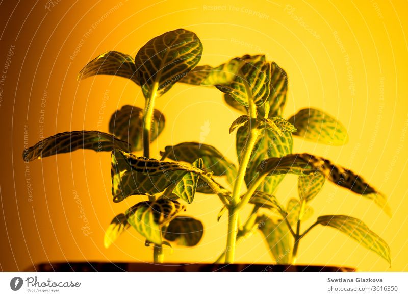 Das Spiel der untergehenden Sonne und der Schatten der Zimmerpflanzen an der gelben Wand Pflanze heimwärts Gartenarbeit Blume Topf spielen Licht Sonnenuntergang