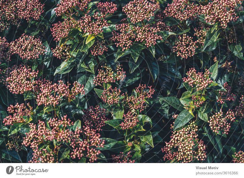 Blütenknospen und immergrüne Blätter eines Viburnum tinus-Strauches Blumen botanisch Botanik Flora geblümt blumig Knospen Garten organisch natürlich Natur Park