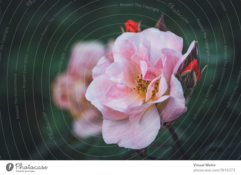 Nahaufnahme einer zartrosa blühenden Rose mit neuen Knospen Roséwein Blume Garten Blütezeit Wachstum Blütenblatt filigran Schönheit Frühling Pflanze grün frisch