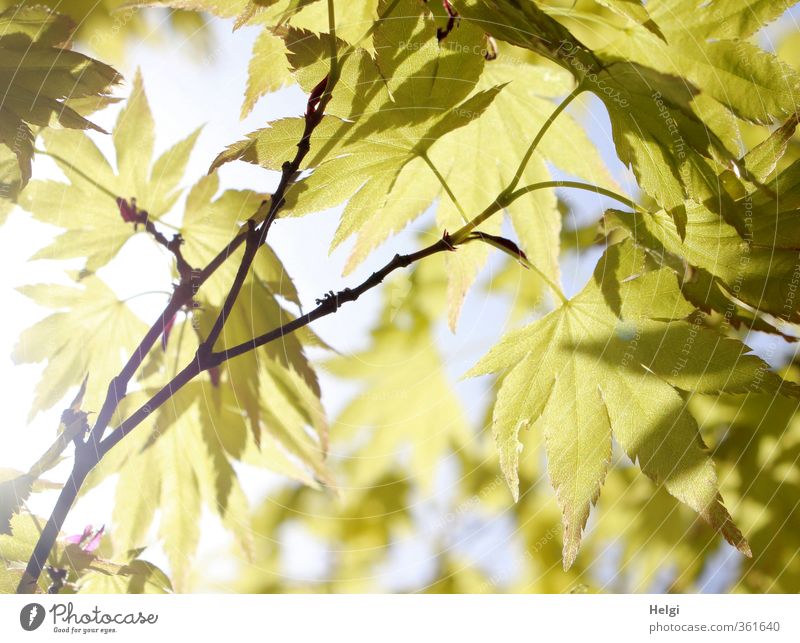 Blattwerk... Umwelt Natur Pflanze Sommer Schönes Wetter Baum Ahorn Ahornblatt Zweig Blattadern Park hängen leuchten Wachstum ästhetisch außergewöhnlich