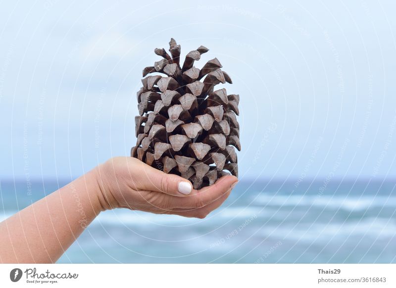 Frauenhand hält einen riesigen Kiefernzapfen, vor dem Hintergrund des Meereshimmels Herbst braun Weihnachten Nahaufnahme Zapfen nadelhaltig