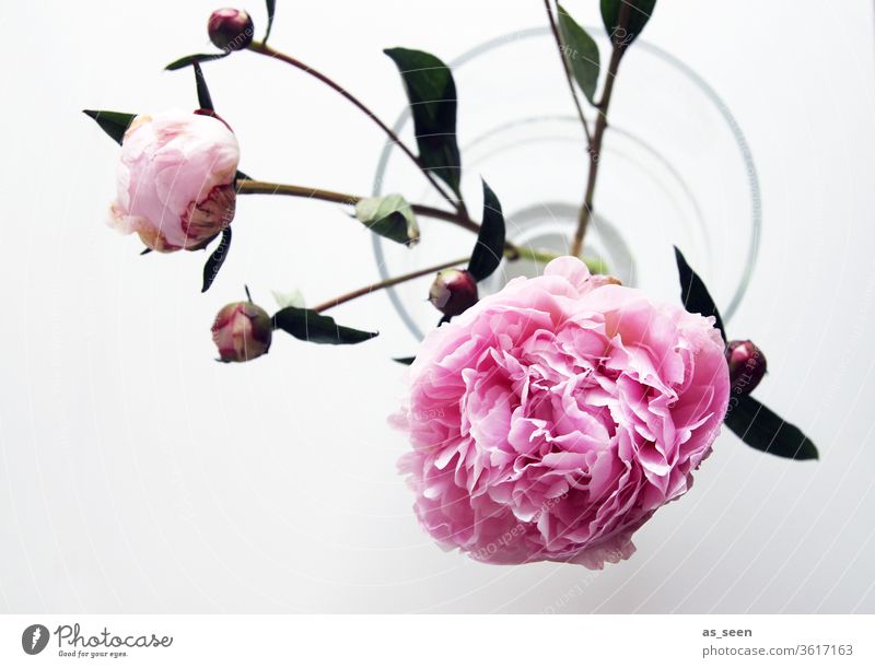 Rosa Pfingstrosenblüten in Vase Blüte pink Licht Schatten Blütenblätter Blume Natur rosa Frühling Sommer schön Farbfoto Nahaufnahme Blühend Menschenleer